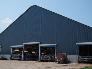 Cattle Shed2